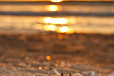 Shell on the beach preview 6