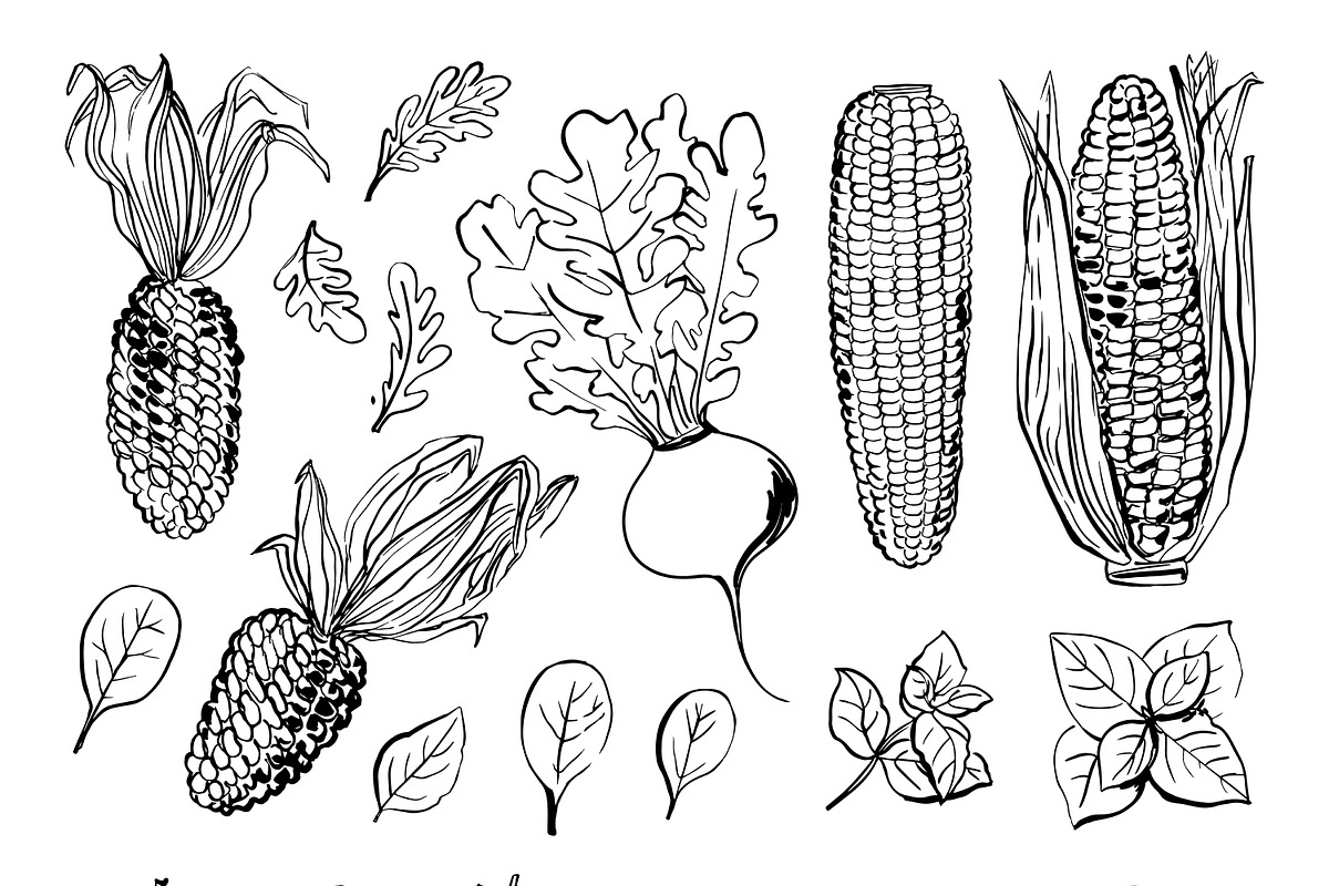 Vegetables vector sketch watercolor, a Food Illustration by irina.vaneeva (Photo 7 of 18)