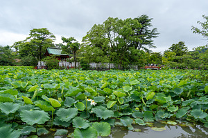 Genji Pond at Tsurugaoka Hachiman-gu Shrine in Kamakura, Japan, a Nature Photo by GoodGoods