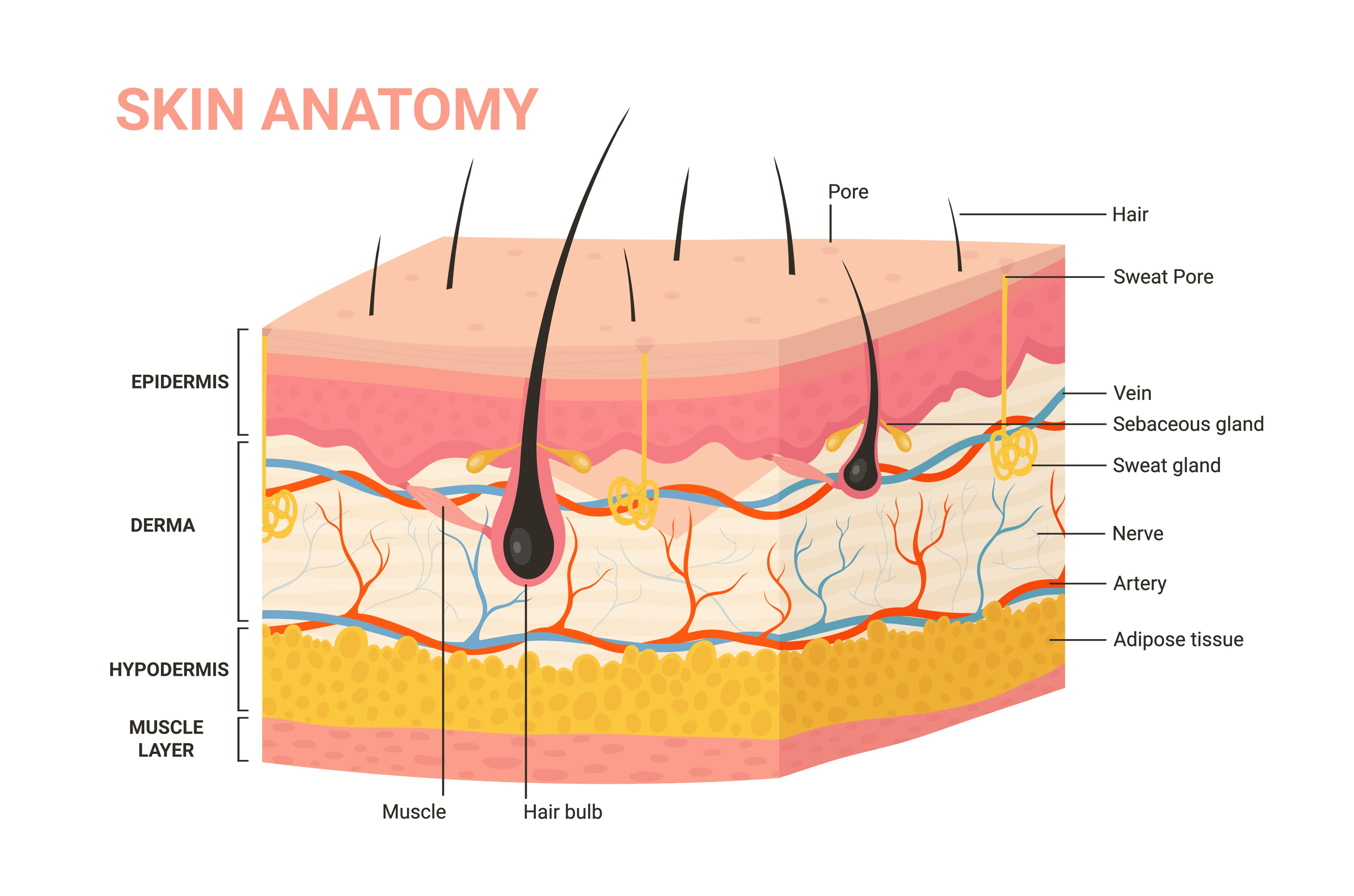 Skin layer structure anatomy diagram, an Education Illustration by ...