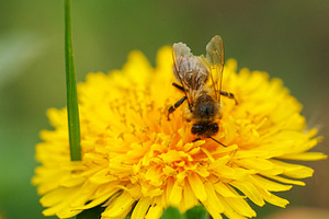 Macro shot of a honey bee on a yellow dandelion flower. Pollination concept wit, a Nature Photo by Rohan Photography
