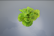 lettuce grean, a Food & Drink 3D Model by AndrewWhite (Thumbnail 12 of 16)