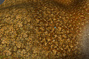 AUTUMN AND WINTER TEXTURE PACK, a Textures & Material 3D Model by Beatheart Creative Studio (Thumbnail 55 of 58)