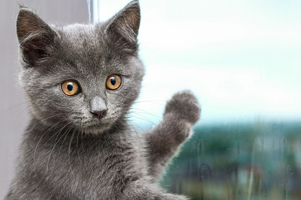 Gray little kitten looks and scratches window. Cat on the windowsill looks at t, an Animal Photo by Detriana