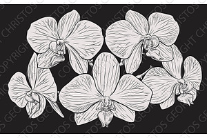 Orchid Flower Woodcut Etching, an Illustration by Christos Georghiou