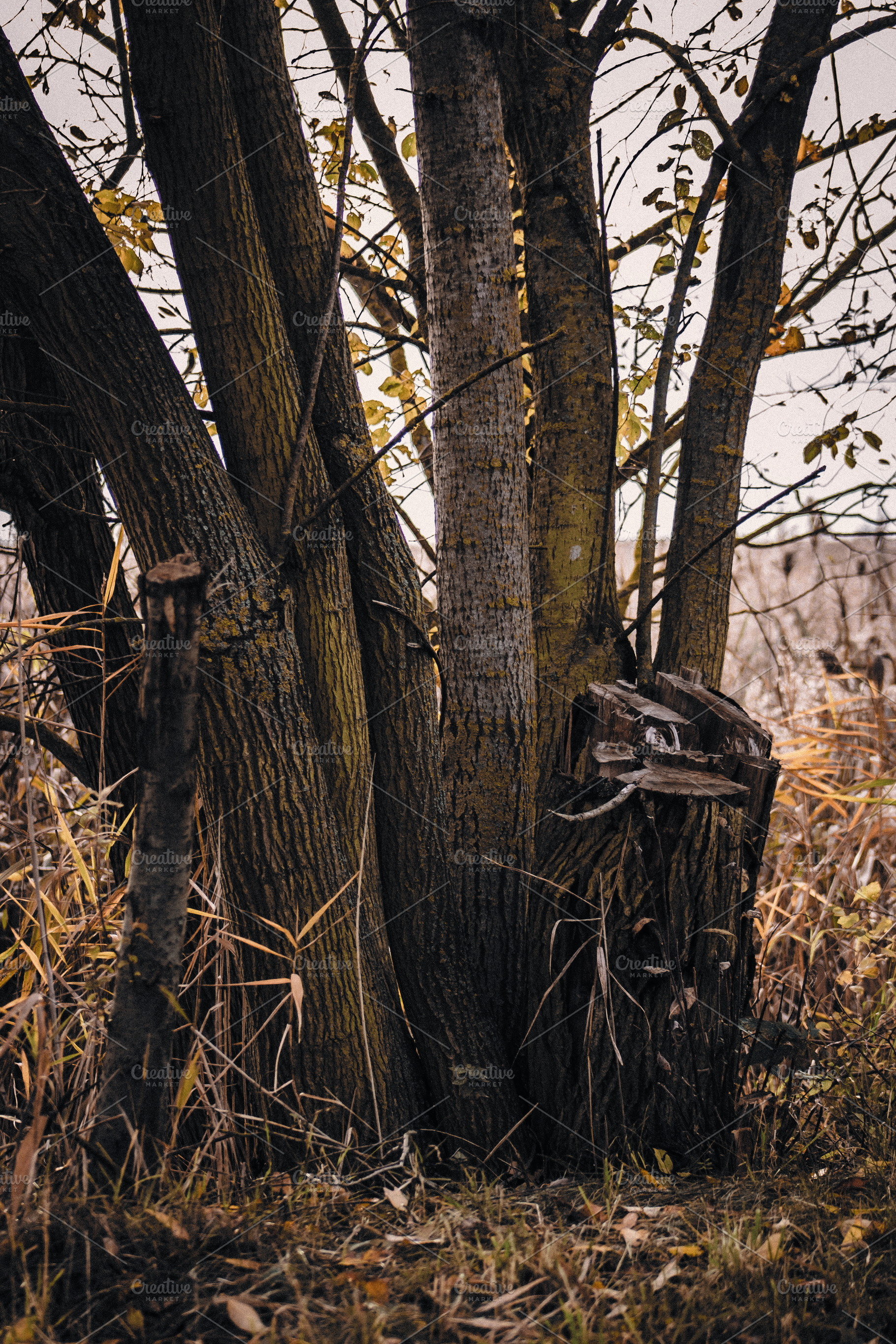 The Magic of Autumn #4, a Nature Photo by jakub_kopecky