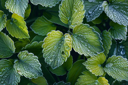 Detailed view of lush green leaves o, a Photo by Iftikhar Alam