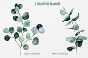Eucalyptus watercolor clipart, an Illustration by Artcard Watercolor (Thumbnail 5 of 9)