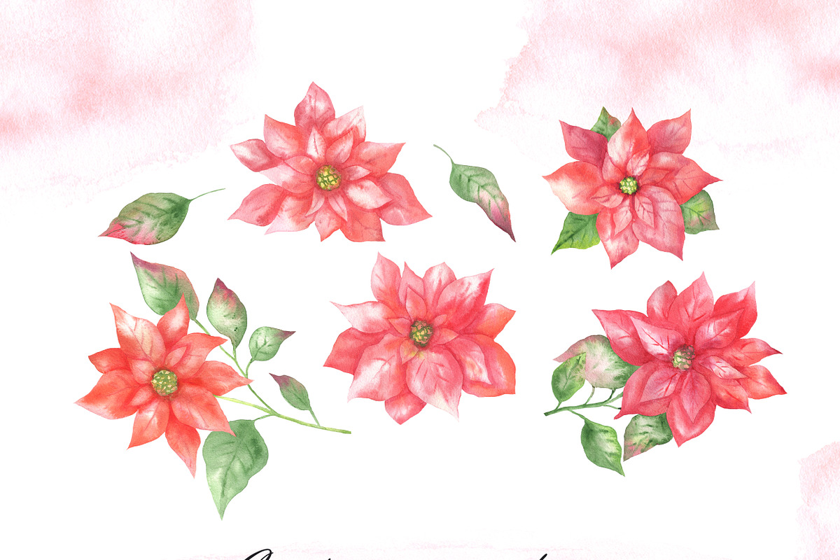 Watercolor poinsettia clipart, an Illustration by OlDm_Shop (Photo 7 of 10)