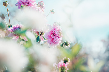Flowers garden background stock photo containing background and beautiful, a Nature Photo by VICUSCHKA