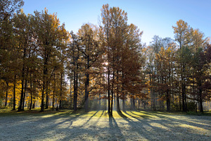A serene autumn landscape featuring tall trees with vibrant orange and yellow l, a Nature Photo by Textures & Backgrounds