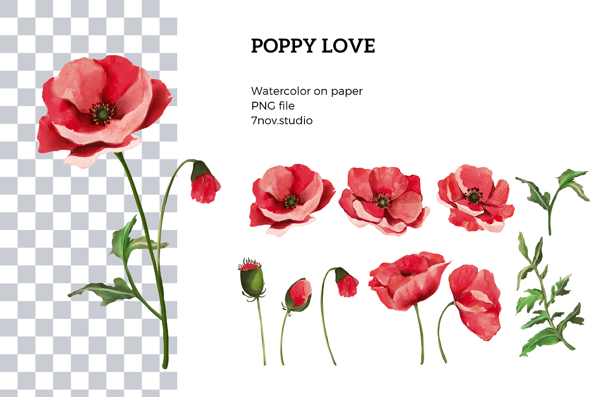 Poppy love watercolor, an Illustration by 7nov.studio (Photo 2 of 7)