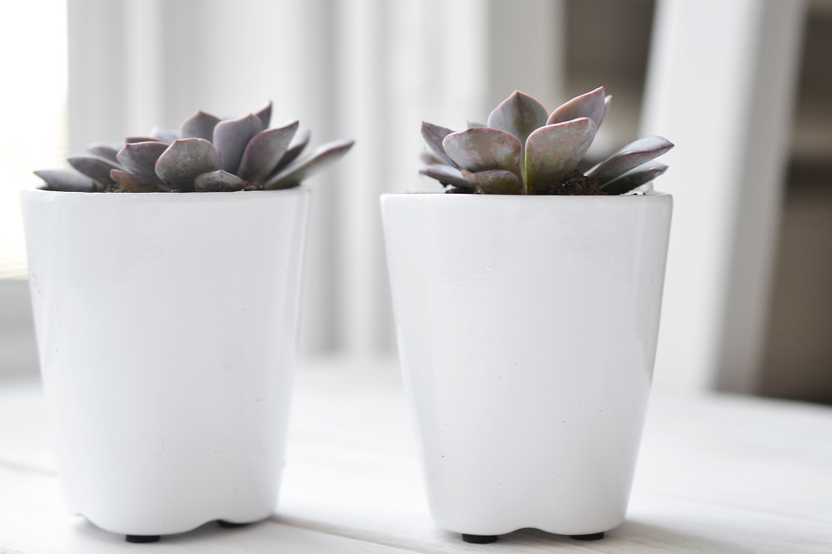 Purple Succulents & Neutrals, a Cups & Container Mockup by Greenleaf Images (Photo 6 of 6)