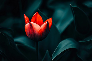 Illuminated Red Tulip, a Nature Photo by Ales Munt