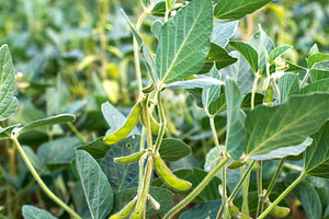 Edamame soybean plantation containing edamame, soybeans, and fresh soybeans