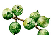 Macadamia nuts, an Illustration by Watercolor_Vector Graphic (Thumbnail 2 of 2)