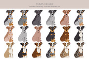 Texas Heeler dog, an Animal Illustration by pet design shop (Thumbnail 4 of 6)