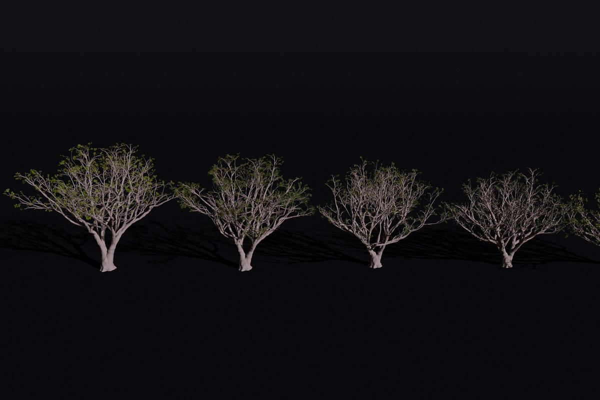 The Red Coral Tree, a Plants & Tree 3D Model by FuturePastCreatives (Photo 6 of 8)