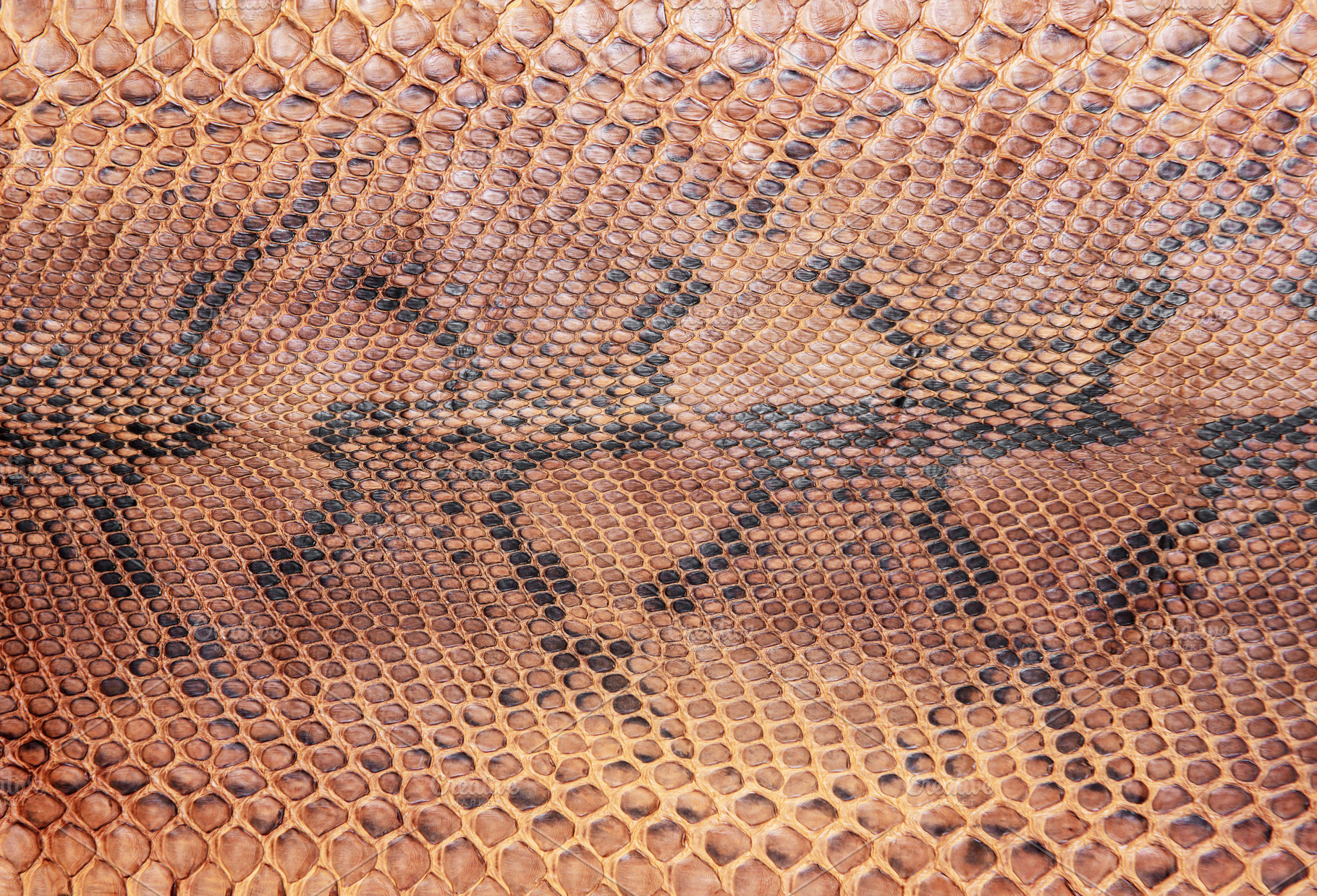 Snake skin pattern featuring snake, skin, and beige, an Abstract Photo by Olena Rudo
