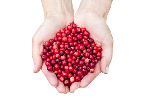 Hands holding lingonberries, a Food & Drink Photo by BOOCYS