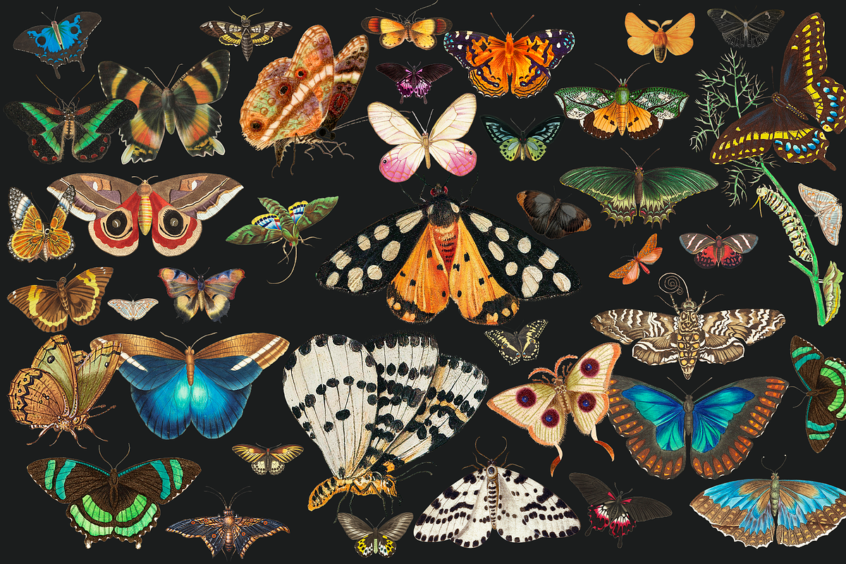 SALE! Collage Art Creator Pack 1400+, an Animal Illustration by Lilithcollageart (Photo 3 of 19)