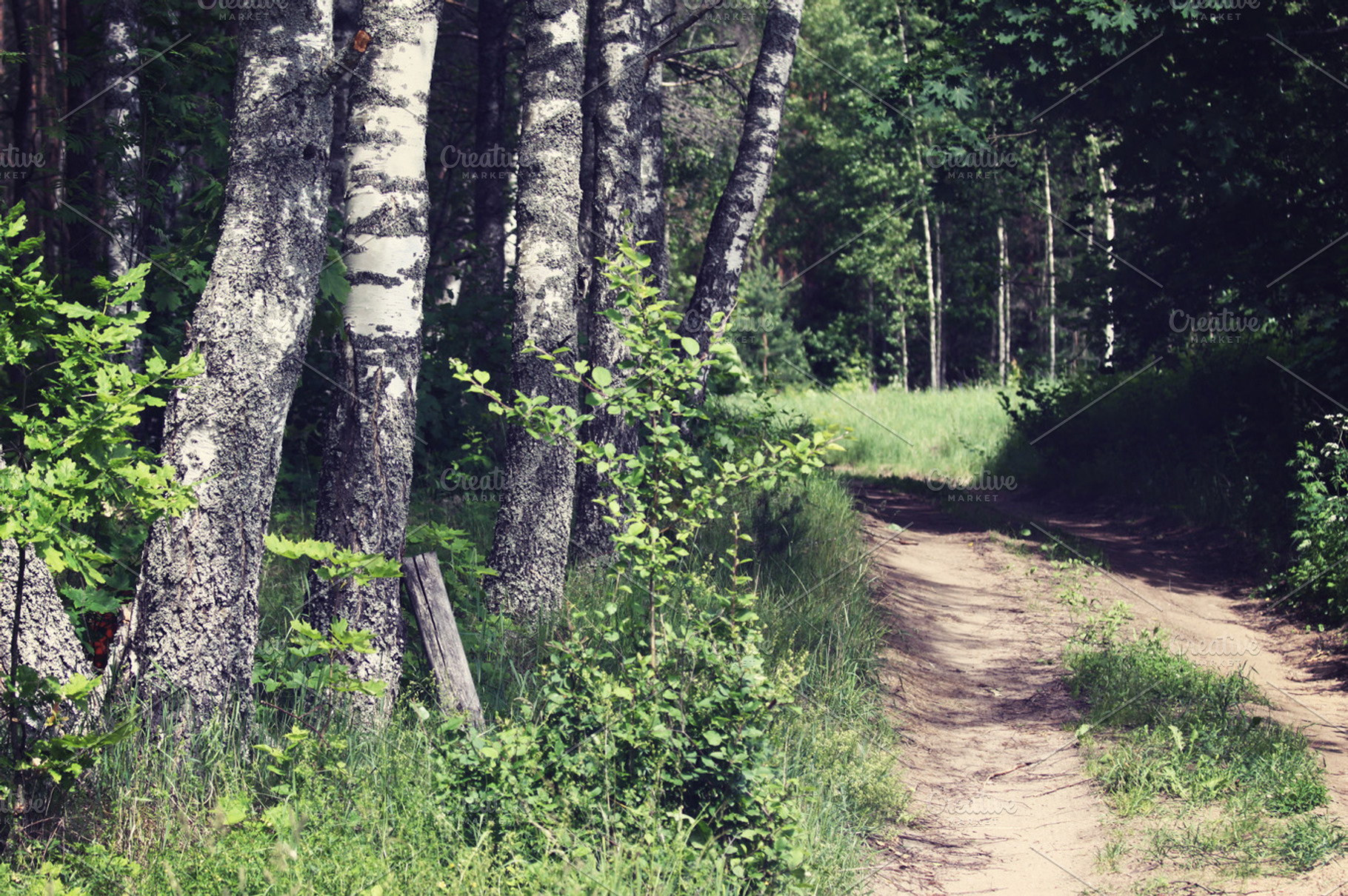 Country road, a Nature Photo by BOOCYS