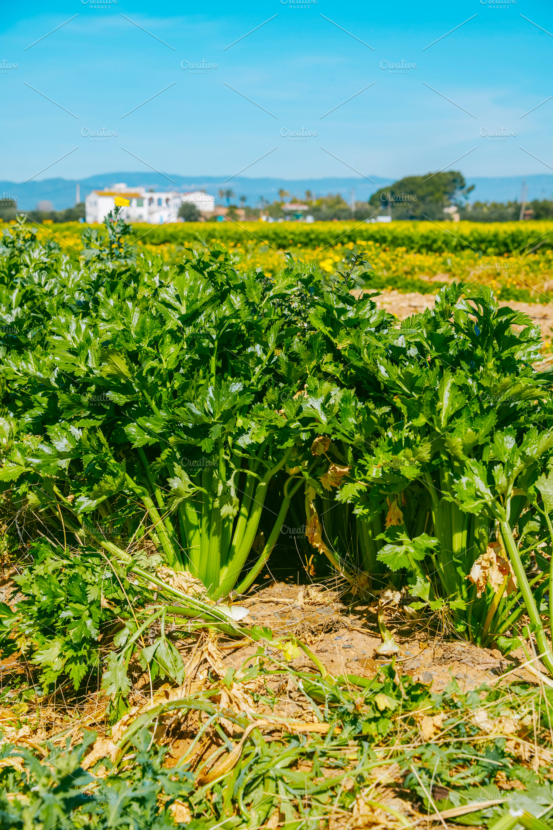 green celery plants under bright sun, a Photo by Nito