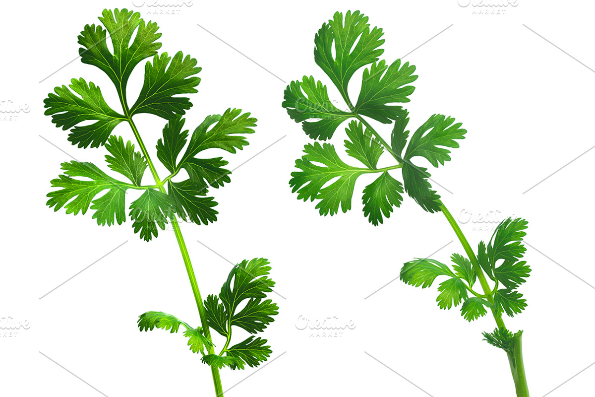 Cilantro, an Object Graphic by Hortimages (Photo 2 of 2)