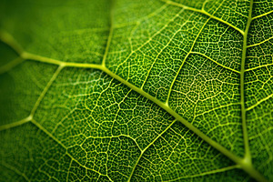 Close look at leaf texture and veins, a Photo by Beautiful things