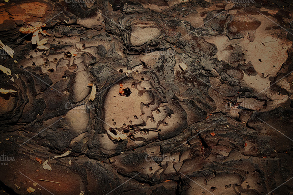 20 Bark Textures Pack preview 3