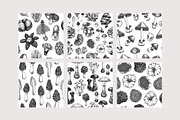 Mushrooms Vector Illustration Set, an Object Illustration by Yevheniia (Thumbnail 13 of 14)