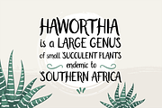 Haworthia. Multilingual Script Font., a Script Font by Cmeree (Thumbnail 2 of 7)