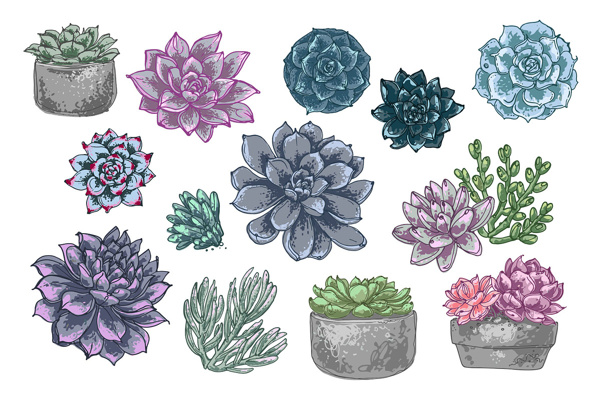 Succulents. Vector flowers, a Decorative Illustration by irina.vaneeva (Photo 3 of 5)