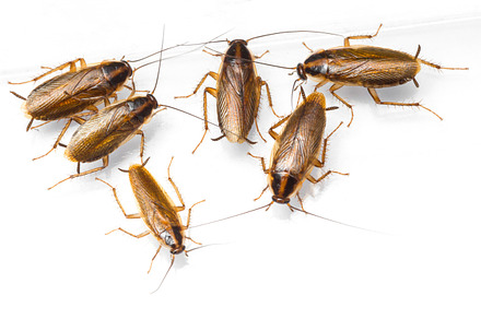 Blattella germanica german cockroach containing antenna, background, and black, an Animal Photo by Smith Chetanachan