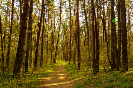 Path leads through a sunlit pine forest. Beautiful nature landscape for tranqui