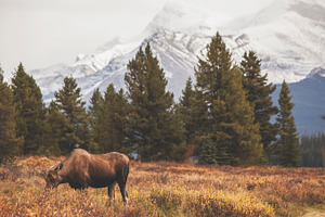 A moose in the mountains