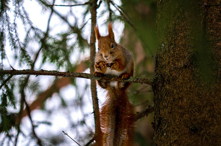 European squirrel on a spruce branch, an Animal Photo by J&M Diversity