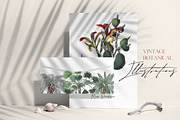 Vintage Jungle - Botany Tropical Set, an Object Graphic by Kaleriia (Thumbnail 2 of 12)
