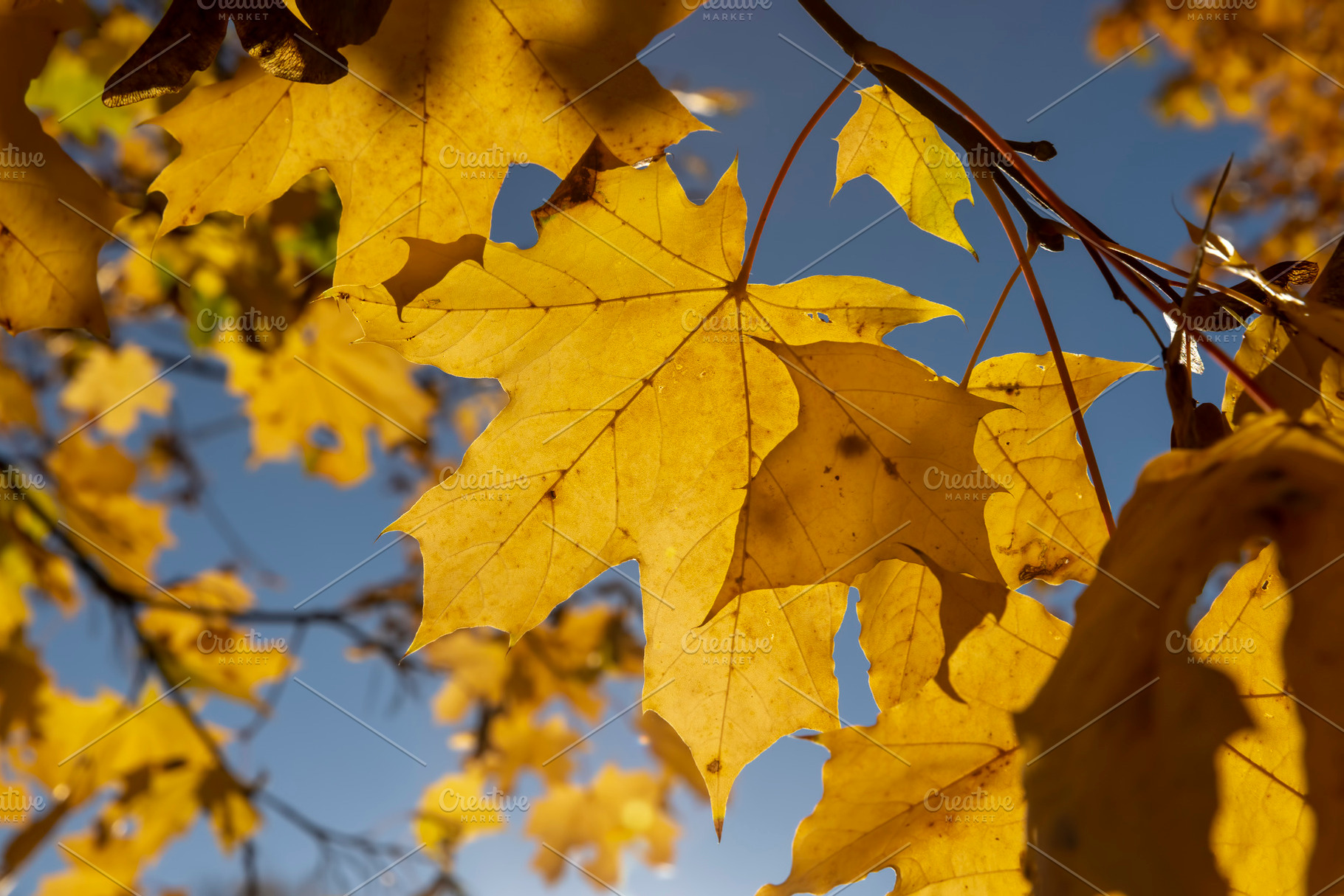 details of the maple tree and branches with foliage, view from below, a Photo by rsoollAI