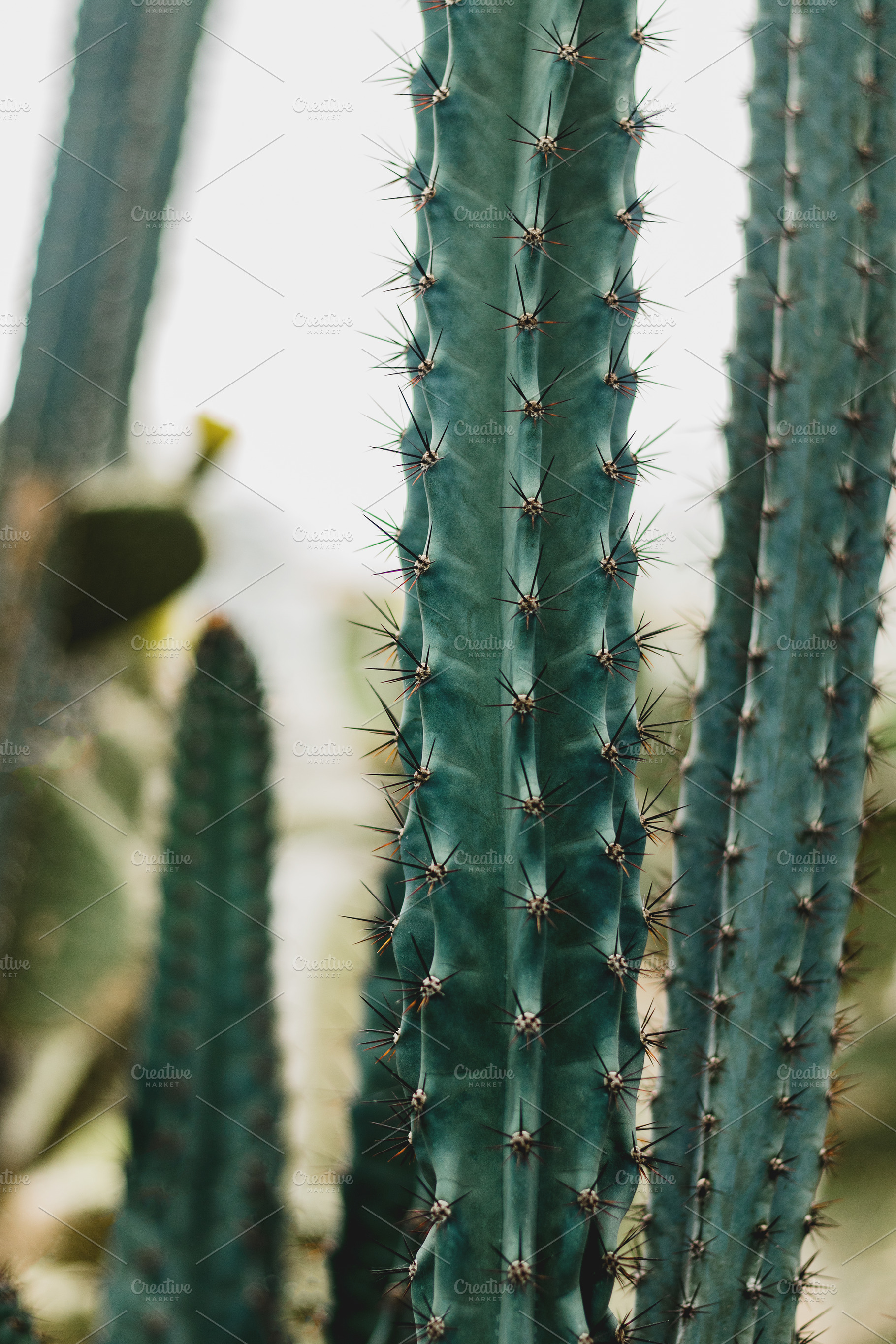 Desert cactus plant closeup photo, a Nature Photo by René Jordaan Photography