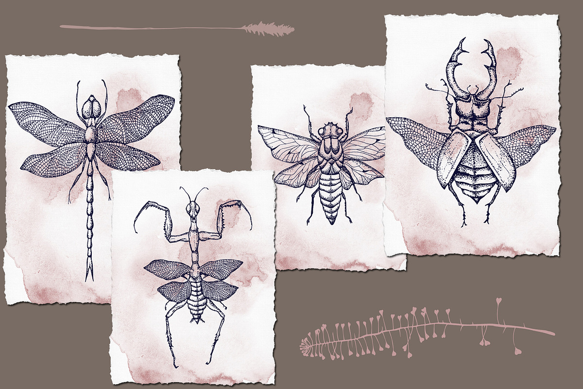 Wildflower and Insect collection, an Illustration by Hand drawn Boutique (Photo 2 of 7)