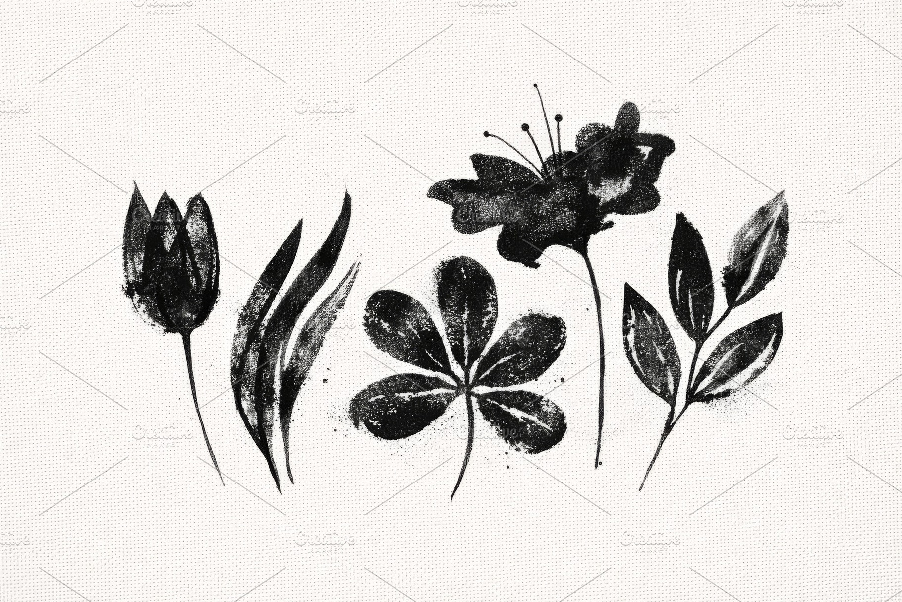 Botanical illustration in black wate, a Photo by Dvoevnore photos