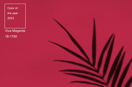 Viva magenta color of the year 2023. Palm leaves and their shadow on an backgro