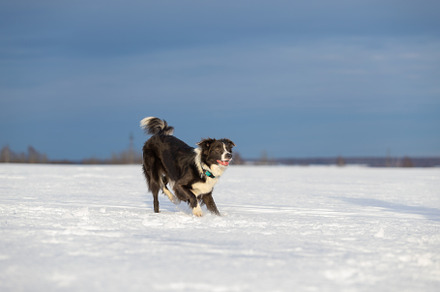 Dog border collie on a walk in winte featuring outdoor, animal, and dog, an Animal Photo by oleghz