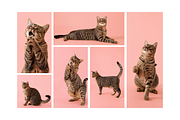 Playful Cat Studio Photo Pack – Pink, an Animal Photo by Animalistica (Thumbnail 3 of 4)