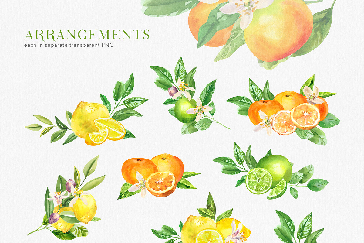 Citrusy Fruits watercolor collection, a Decorative Illustration by Volha Studio (Photo 6 of 10)