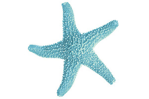 Blue Starfish Illustration
