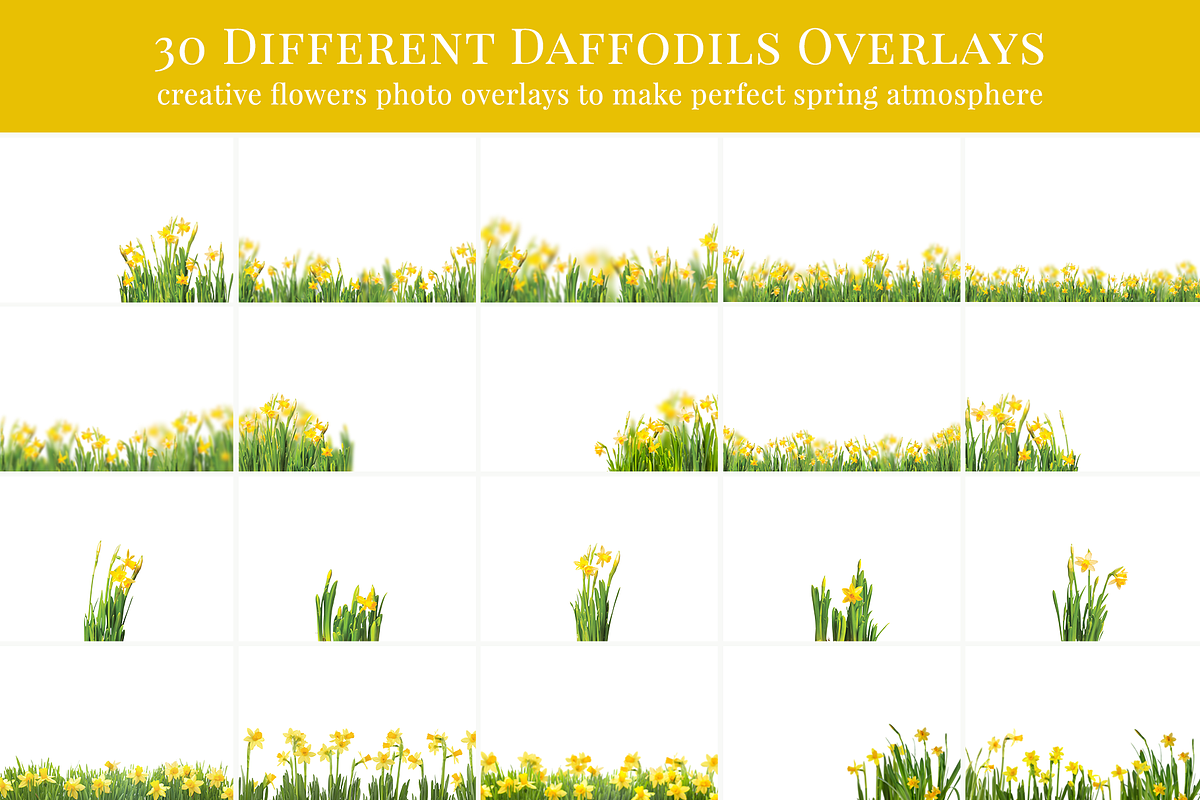 Daffodils Flowers photo overlays preview 5