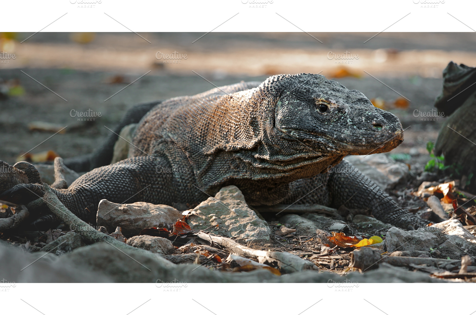 Komodo dragon resting on the ground, an Animal Photo by Goinyk