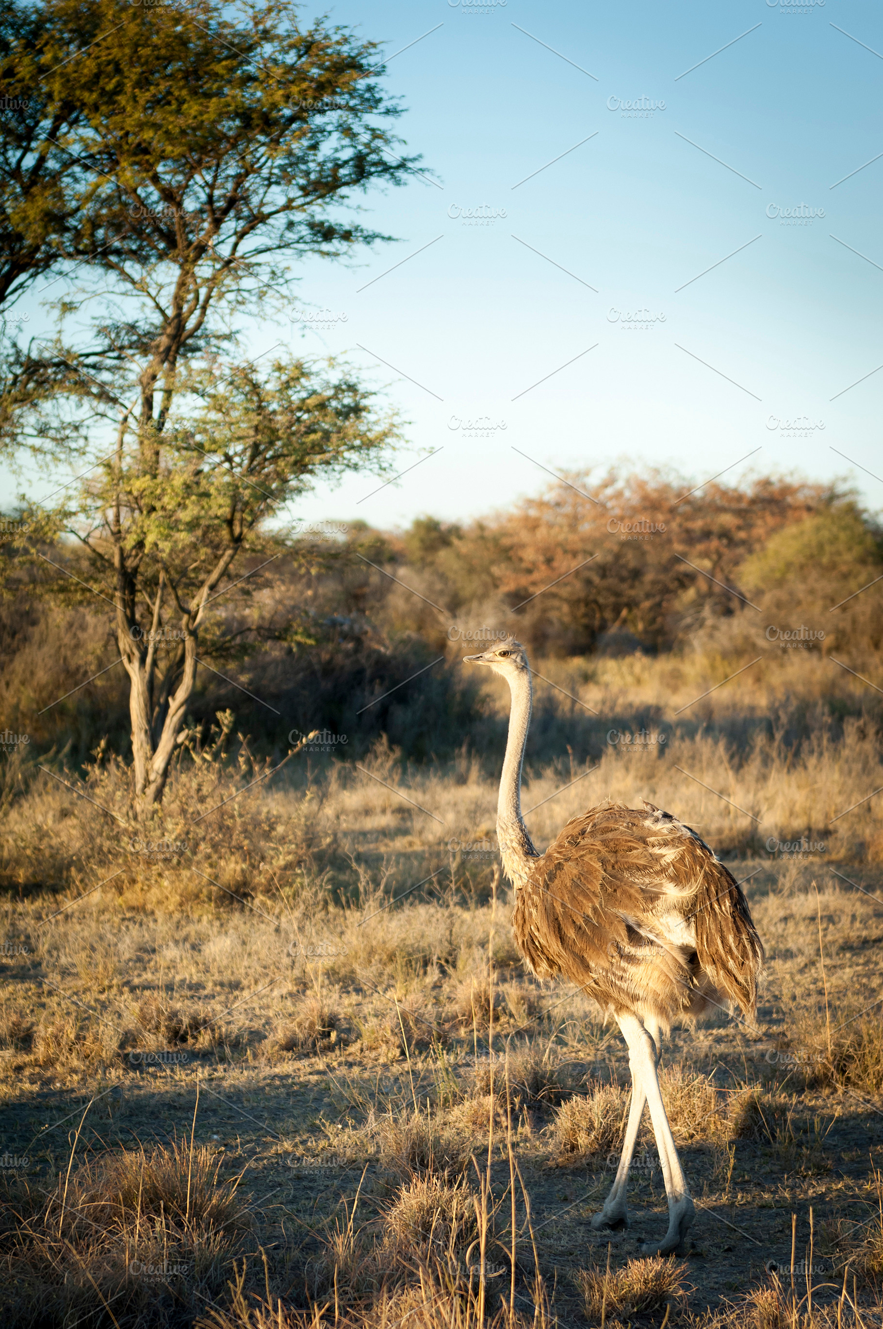 Ostrich In Botswana Africa, an Animal Photo by THP Creative